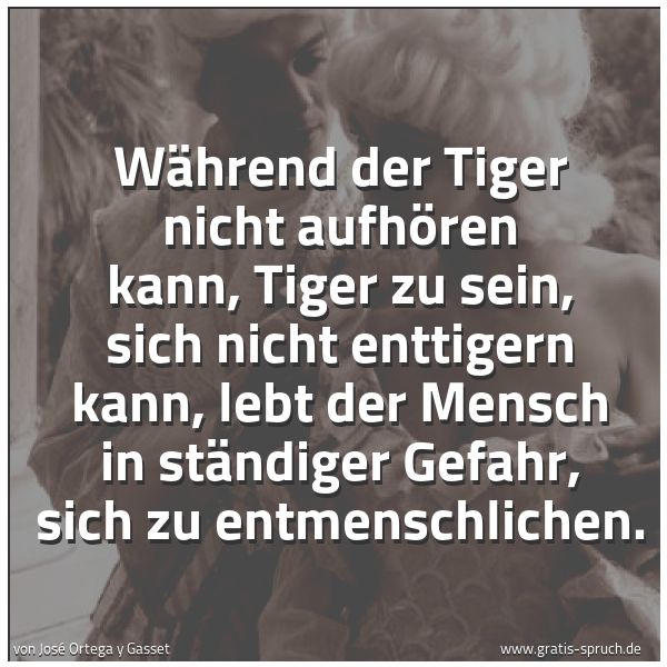 Quadratisches Spruchbild: Während der Tiger nicht aufhören kann, Tiger zu sein, sich nicht enttigern kann, lebt der  …