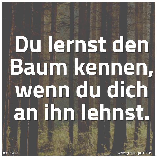Quadratisches Spruchbild: Du lernst den Baum kennen, wenn du dich an ihn lehnst.